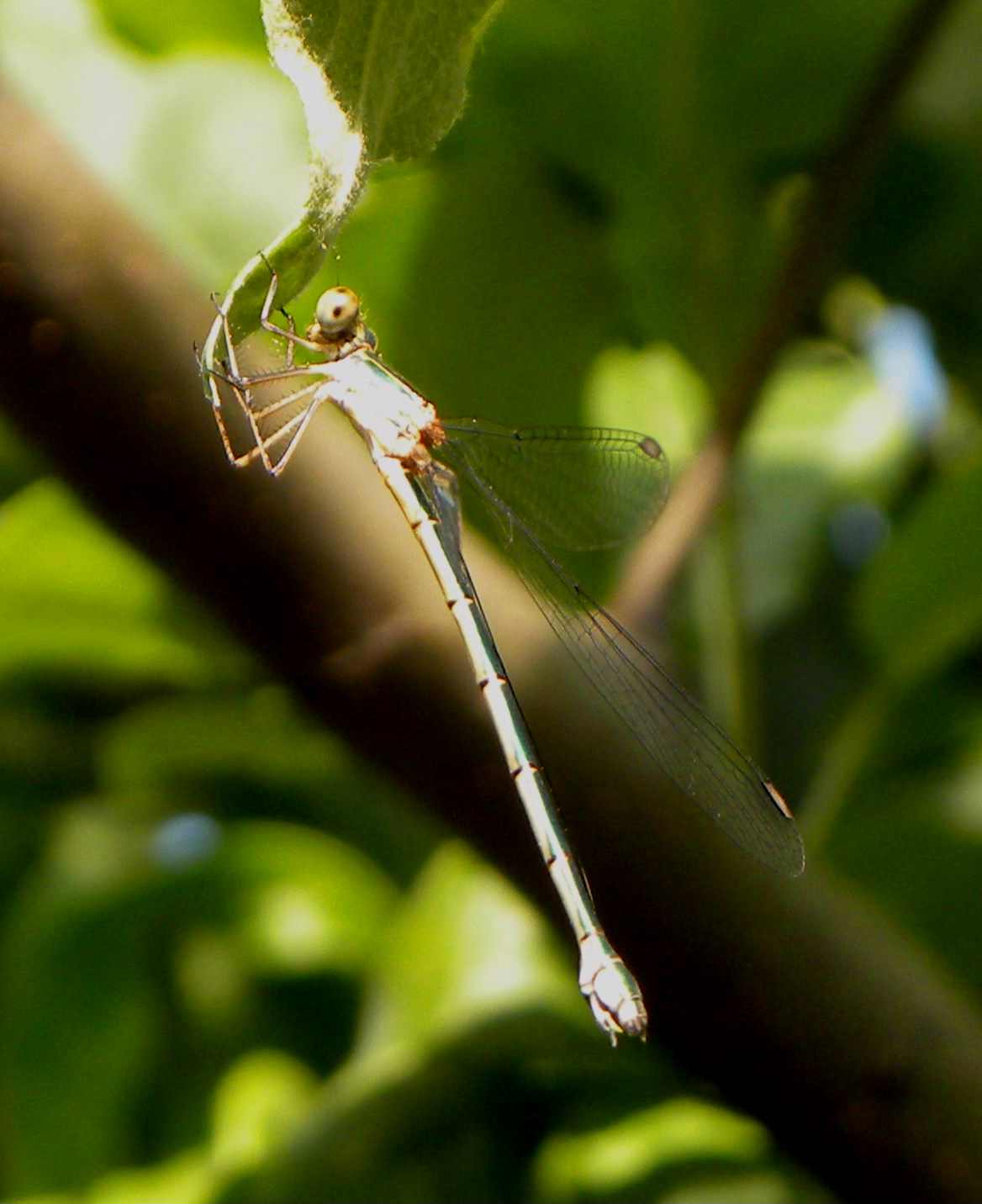 Chalcolestes cfr. viridis